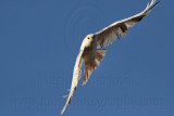 _MG_1454 Leucistic Red-tailed Hawk.jpg