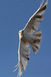 _MG_1457 Leucistic Red-tailed Hawk.jpg