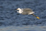 Snowy Egret defecating on the wing
