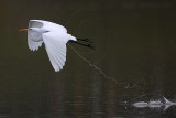 Great Egret defecating on the wing
