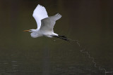 _MG_0856 Great Egret.jpg