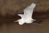 _MG_3859 Great Egret.jpg