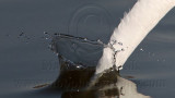 _MG_5576crop Great Egret.jpg