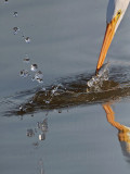 _MG_5578 Great Egret.jpg