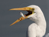_MG_5583 Great Egret.jpg