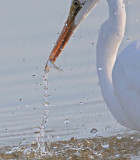 _MG_5593 Great Egret.jpg