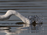 _MG_5771 Great Egret.jpg
