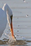 _MG_5850 Great Egret.jpg