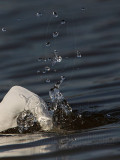 _MG_5968 Great Egret.jpg