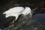 _MG_8996 Snowy Egret.jpg