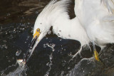 _MG_9679 Snowy Egret.jpg