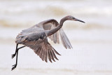 _MG_1203 Reddish Egret.jpg