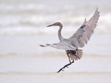 _MG_1219 Reddish Egret.jpg