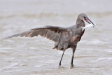 _MG_1484 Reddish Egret.jpg