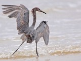 _MG_1510 Reddish Egret.jpg