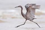 _MG_1621 Reddish Egret.jpg