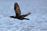 _MG_4918 Neotropic Cormorant.jpg