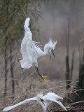 _MG_0683 Snowy Egret.jpg