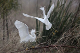 _MG_0687 Snowy Egret.jpg