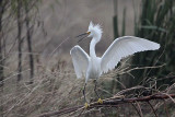 _MG_0690 Snowy Egret.jpg
