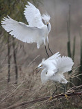 _MG_0692 Snowy Egret.jpg