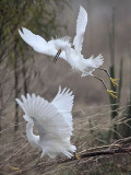 _MG_0693 Snowy Egret.jpg