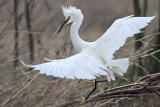 _MG_0707 Snowy Egret.jpg