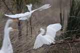 _MG_0708 Snowy Egret.jpg