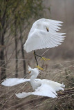 _MG_0710 Snowy Egret.jpg