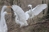 _MG_0711 Snowy Egret.jpg
