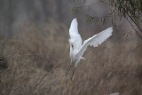 _MG_0729 Snowy Egret.jpg