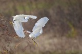 _MG_0617 Snowy Egret.jpg