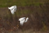 _MG_0656 Snowy Egret.jpg