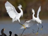 _MG_3546 Snowy Egret.jpg