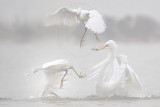Snowy and Great Egret foraging in the fog
