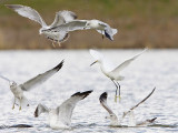 _MG_3800c Snowy Egret & Ring-billed Gull.jpg