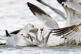 _MG_3817crop Snowy Egret & Ring-billed Gull.jpg
