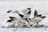 Snowy Egret, Ring-billed Gull & Laughing Gull foraging