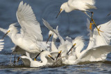 _MG_4653crop Snowy Egret.jpg