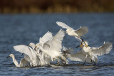 _MG_4657 Snowy Egret.jpg