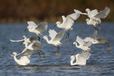 _MG_4680 Snowy Egret.jpg