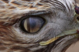 _MG_6580crop Red-tailed Hawk - nictitating membrane.jpg