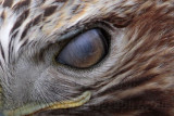 _MG_6619crop Red-tailed Hawk - nictitating membrane.jpg