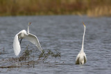 _MG_0434 Great Egret.jpg