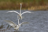 _MG_0444 Great Egret.jpg