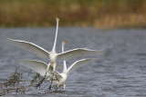 _MG_0445 Great Egret.jpg