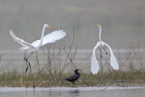 _MG_3450 Great Egret.jpg