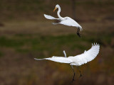 _MG_3139 Great Egret.jpg