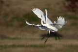 _MG_6140 Great Egret.jpg