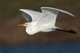 _MG_2993 Great Egret.jpg